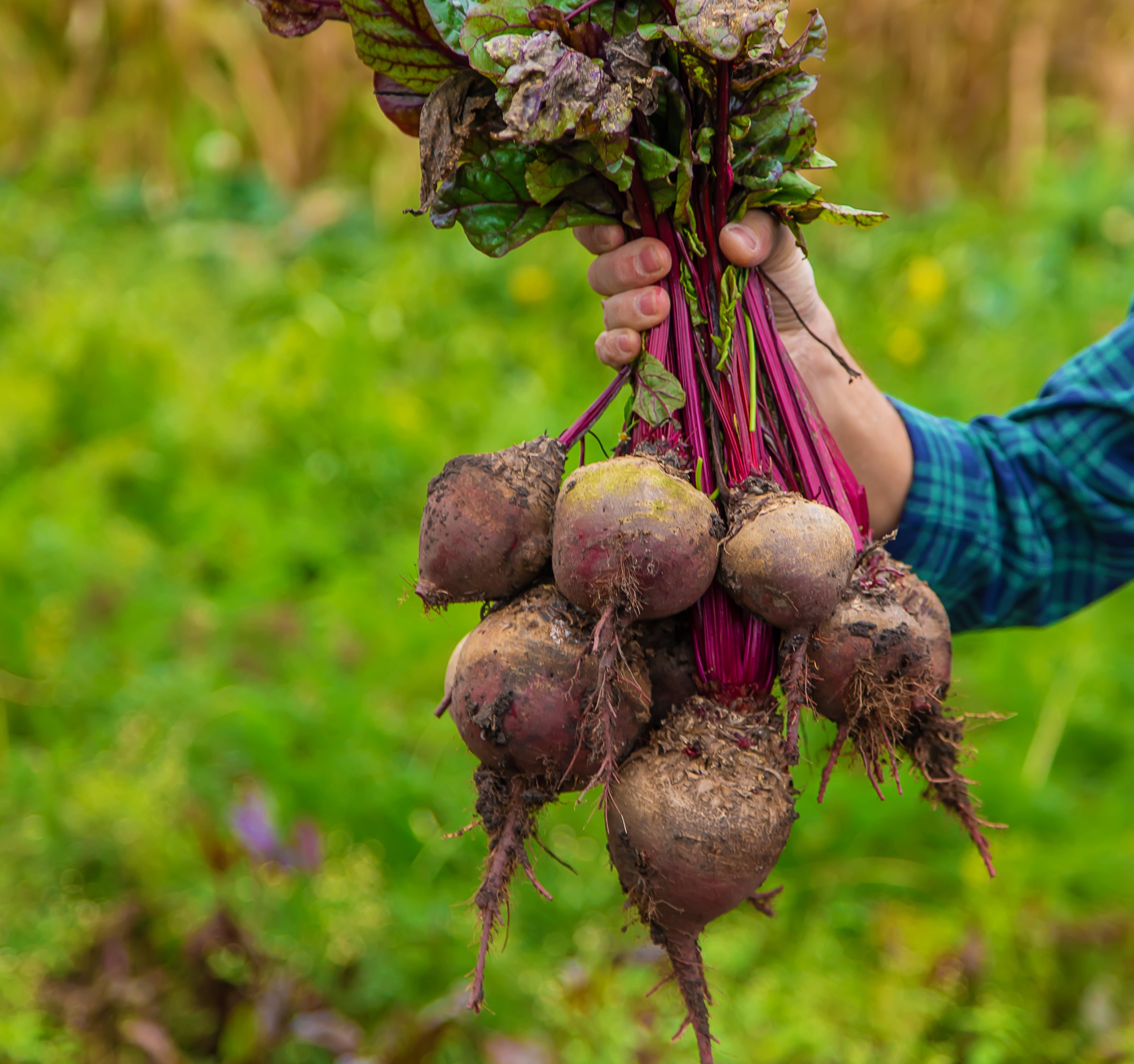 Fresh organic beetroot root rich in natural nitric oxide and vitamins used in beetroot gummies to support heart health and blood pressure